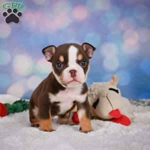 Claire, Miniature Bulldog Puppy